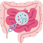 Gut health - probiotics to help with Perimenopause symptoms